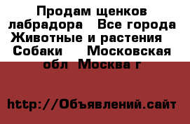 Продам щенков лабрадора - Все города Животные и растения » Собаки   . Московская обл.,Москва г.